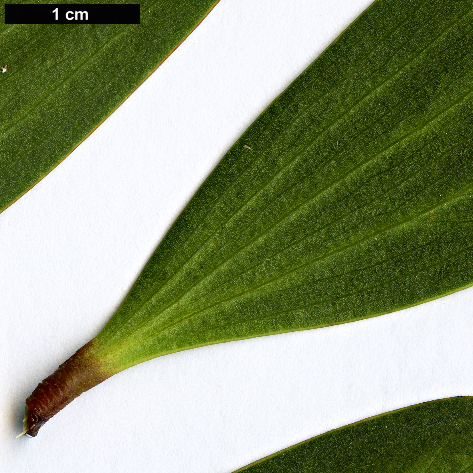 High resolution image: Family: Fabaceae - Genus: Acacia - Taxon: longifolia - SpeciesSub: subsp. sophorae